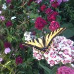 Earth Candy Juice Bar